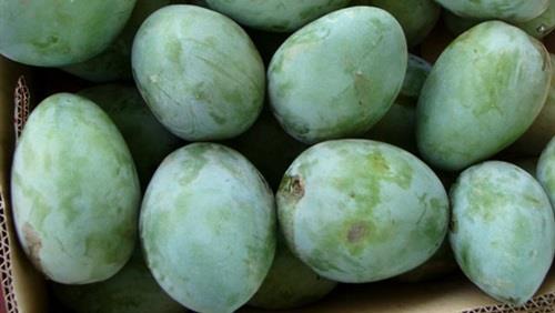 مانجو زبدية